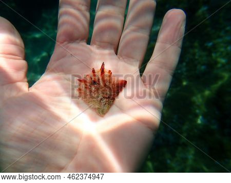 Seashell Of Rayed Pearl Oyster (pinctada Radiata) On The Hand Of A Diver Undersea, Aegean Sea, Greec