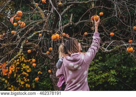 Young Mother Picking Organic Persimmon Fruits From A Bare Khaki Tree While Holding Her Toddler Child