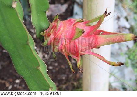 Dragon Fruit On Tree In Firm