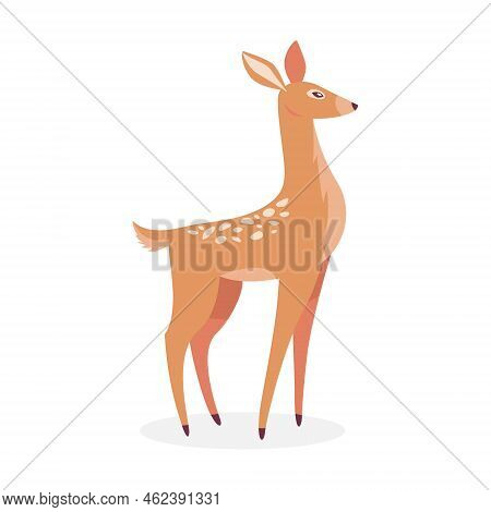 Deer Female Isolated On White. Vector Illustrations For Wildlife, Animals Family, Forest Fauna