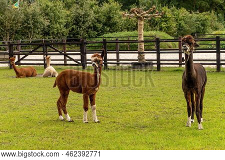 Four Different Colored Alpacas On A Green Grass Meadow. Two Lying And Two Standing In The Foreground