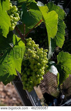 Green Unripe Gamay Noir Grape Growing On Hilly Vineyards Near Beaujolais Wine Making Village Val D'o