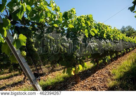 Green Unripe Gamay Noir Grape Growing On Hilly Vineyards Near Beaujolais Wine Making Village Val D'o