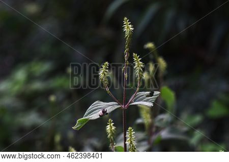 Pig's Knee (achyranthes Bidentata). Amaranthaceae Perennial Plants. Flowering August-september. Frui