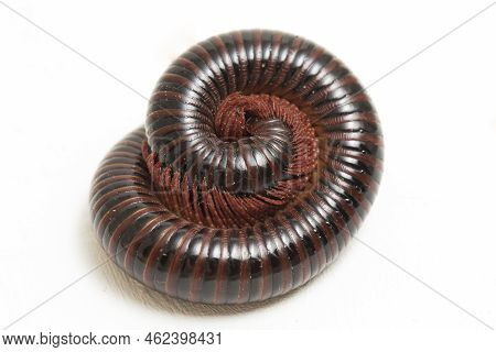 The Millipede Rolled Into A Circle Isolated On White Background
