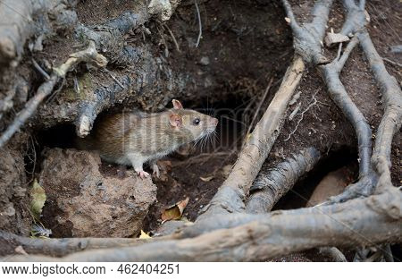 A Wild Rat Crawls Out Of A Hole In The Ground Under The Roots Of A Tree