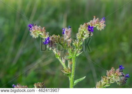 Anchusa Officinalis, Alkanet, Common Bugloss. Summer, Dawn. Dew Drops Lie On The Plant. Beautiful Gr