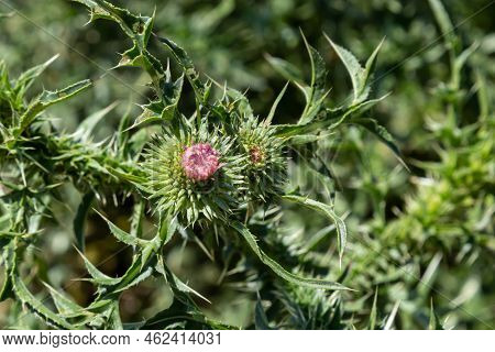 Carduus Crispus With Beautiful Purple Flowers. Summer Sunny Day