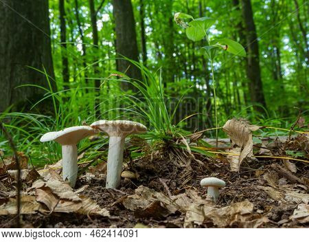 Lactarius Piperatus Or Peppery Milkcap, Widespread And Popular Edible Mushroom, Well Known For Its P