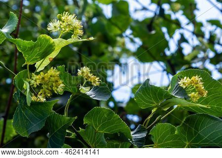 Linden Flowers On A Tree. Close-up Of Linden Blossom. Blooming Linden Tree In The Summer Forest