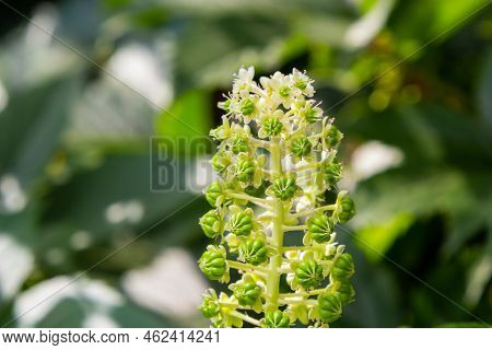 Herbal Plants: Indian Algae Phytolacca Acinosa, Which Are Used Locally For Pain Relief. It Has Anti-