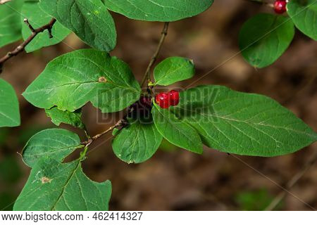 Festive Holiday Honeysuckle Branch With Red Berries Lonicera Xylosteum