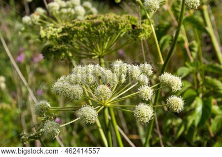 Heracleum Sosnovskyi Big Poison Plant Blooming. Medicinal Plant Common Hogweed Heracleum Sphondylium