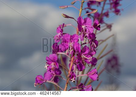 Ivan Chai, Chamaenerion Angustifolium, Fireweed, Great Willowherb, Rosebay Willowherb, Perennial Her