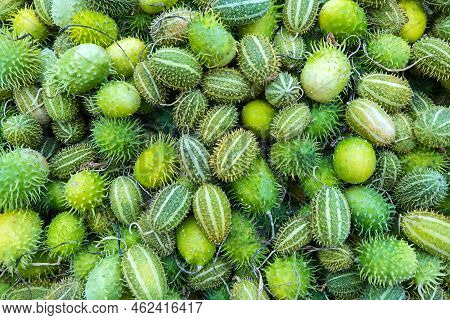Cucumis Anguria, Cackrey, West Indian Gourd Green Colors With Strips.