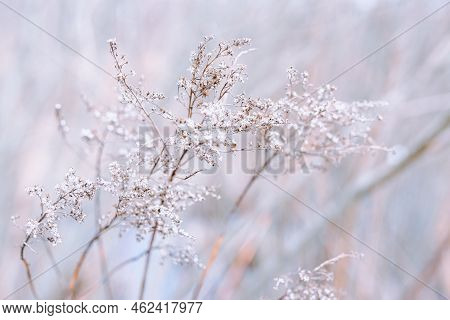 Abstract Nature Steppe Grass In Pastel Colors. Tenderness, Naturalness, Bioproduction. Grass Flower 