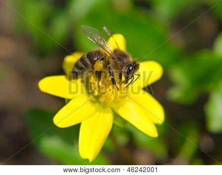 Biene bestäubt eine gelbe Blume