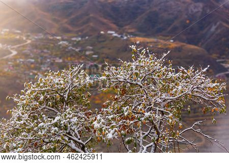 First Snow On The Branch. Snow Flakes Fall. Panoramic View From The Gunib Village, Dagestan, Russia.