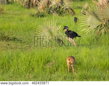A Abyssinian Ground Hornbill In Murchinson Falls National Park (uganda), Sunny Morning In May
