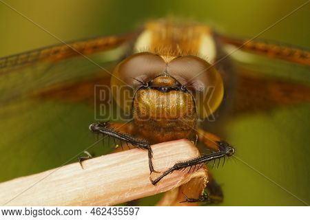 Facial Detailed Closeup On A Female Broad-bodied Darter Dragonfly, Libellula Depressa Hanging On A T