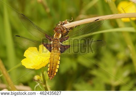 Facial Detailed Closeup On A Female Broad-bodied Darter Dragonfly, Libellula Depressa Hanging On A T