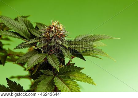 Macro A Cannabis Flower With The Formula Thc Cbd Cbn, Cbd Chemical Formula. Concept Of Herbal Altern