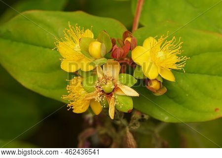 Colorful Closeup On A Yellow Flowering Tutsan Shrub , Hypericum Androsaemum In The Garden With Berri