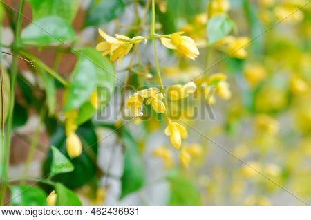 Golden Wreath, Lamiaceae Or Petraeovitex Wolfei Or  Petreovitex Bambusetorum King Or Yellow Flower I