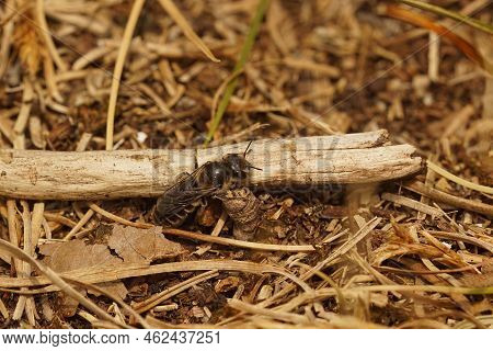 Natural Closeup On A Well Camouflaged Brown Hooked Small-mason Bee, Hoplitis Adunca Sitting On The G