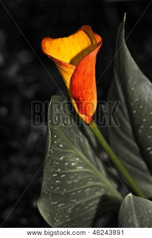 Giglio di Calla di Betty