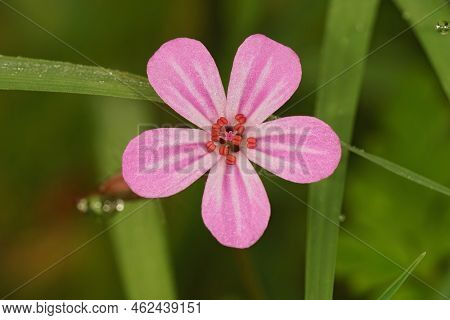 Closeup On The Brilliant Pink Flower Of The Fox Geranium Robertianum Wildflower In The Field