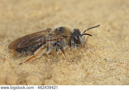 Closeup On A Female Declored Red-tailed Mining Bee, Andrena Haemorrhoa Sitting On The Ground