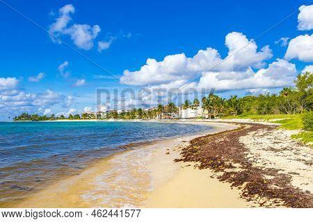 Tropical Mexican Beach Water Seaweed Sargazo Playa Del Carmen Mexico.