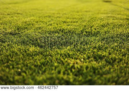 Green Grass Close-up. Cut Green Juicy Lawn. Alpine Meadow Densely Overgrown With Grass. Field Of Gra