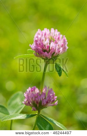 Blume Kleeblatt auf grünem Hintergrund