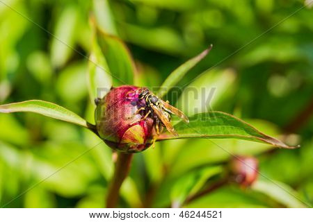 Wespe sitzt auf einer Blume