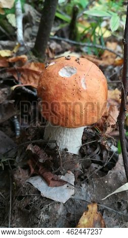 Penny Bun Boletus Edulis \na Chunky-looking Mushroom With A Cap That Really Looks Like A Well-baked 