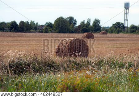 Hay Bales Hay Balls, Haycock Or Haystack On A Farm Field. Straw Bales On Agriculture Field.