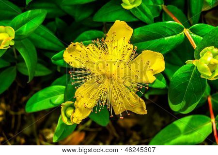 Yellow Rose a Sharon (hypericum Calycinum)