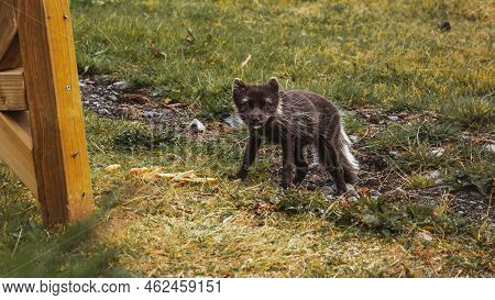 A Little Arctic Fox Cub Caught Stealing Some Lamb Meat From Our Restaurat On Iceland.
