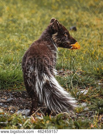 A Little Arctic Fox Cub Caught Stealing Some Lamb Meat From Our Restaurat On Iceland.