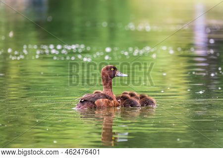 Female Tufted Duck Swims With Her Ducklings In Green Lake