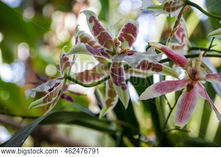 Orchid Flower, Colorful Cymbidium. Tropical Floral Background