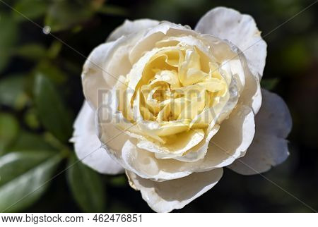 Delicate Beautiful Cream Rose Flower With Water Drops After Rain Among Emerald Leaves In The Garden 