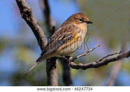 Warbler giallo-rumped (dendroica Coronata)
