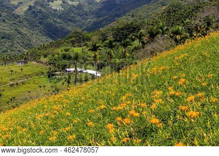 Orange day lily flower field in Taimali Kinchen Mountain in Taitung