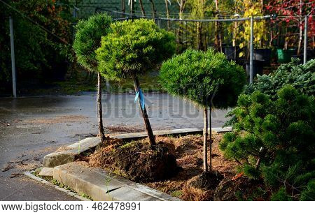 Pinus Mugo, Known As Swamp Pine, Creeping Pine, Dwarf, Robed To The Stem In An Ornamental Plant Nurs
