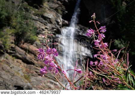 Chamaenerion Fleischeri, Formerly Epilobium Fleischeri, Commonly Known As Alpine Willowherb - Pink F