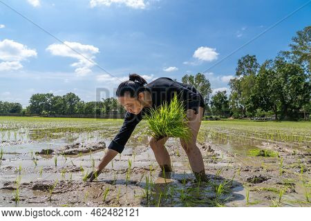 Amateur Asian Man Tests And Tries To Transplant Rice Seedlings In Paddy Rice Field In The Open Sky D