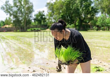 Amateur Asian Man Tests And Tries To Transplant Rice Seedlings In Paddy Rice Field In The Open Sky D